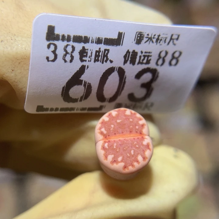 汪****蛋Sss爱你们哟羞603