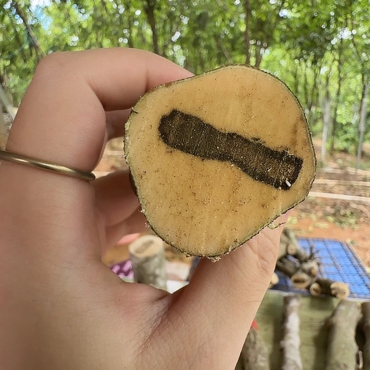 线香奇楠沉香原木