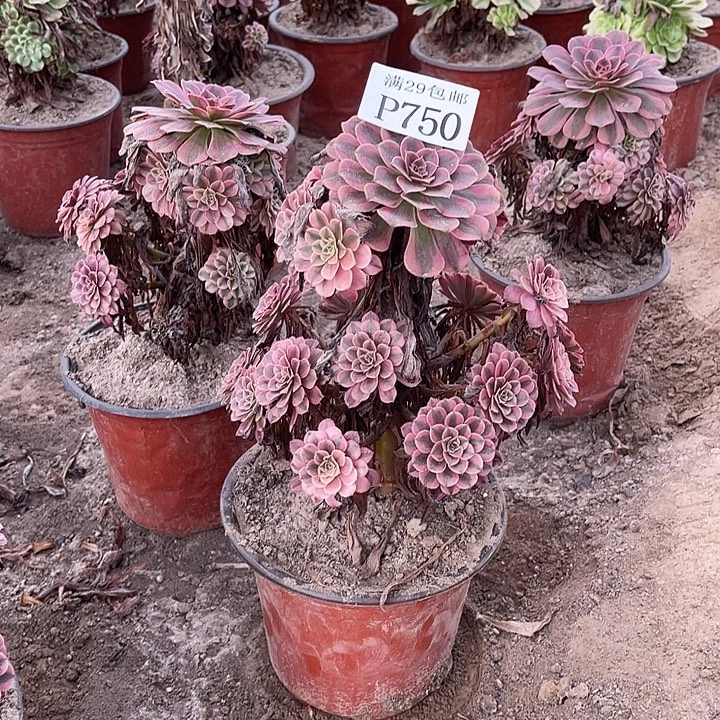 指***）750黑铜白多肉植物