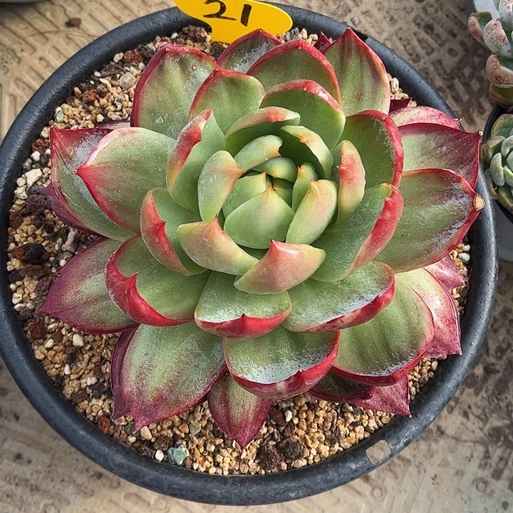 惊鸿仙子一物一拍，17厘米左右