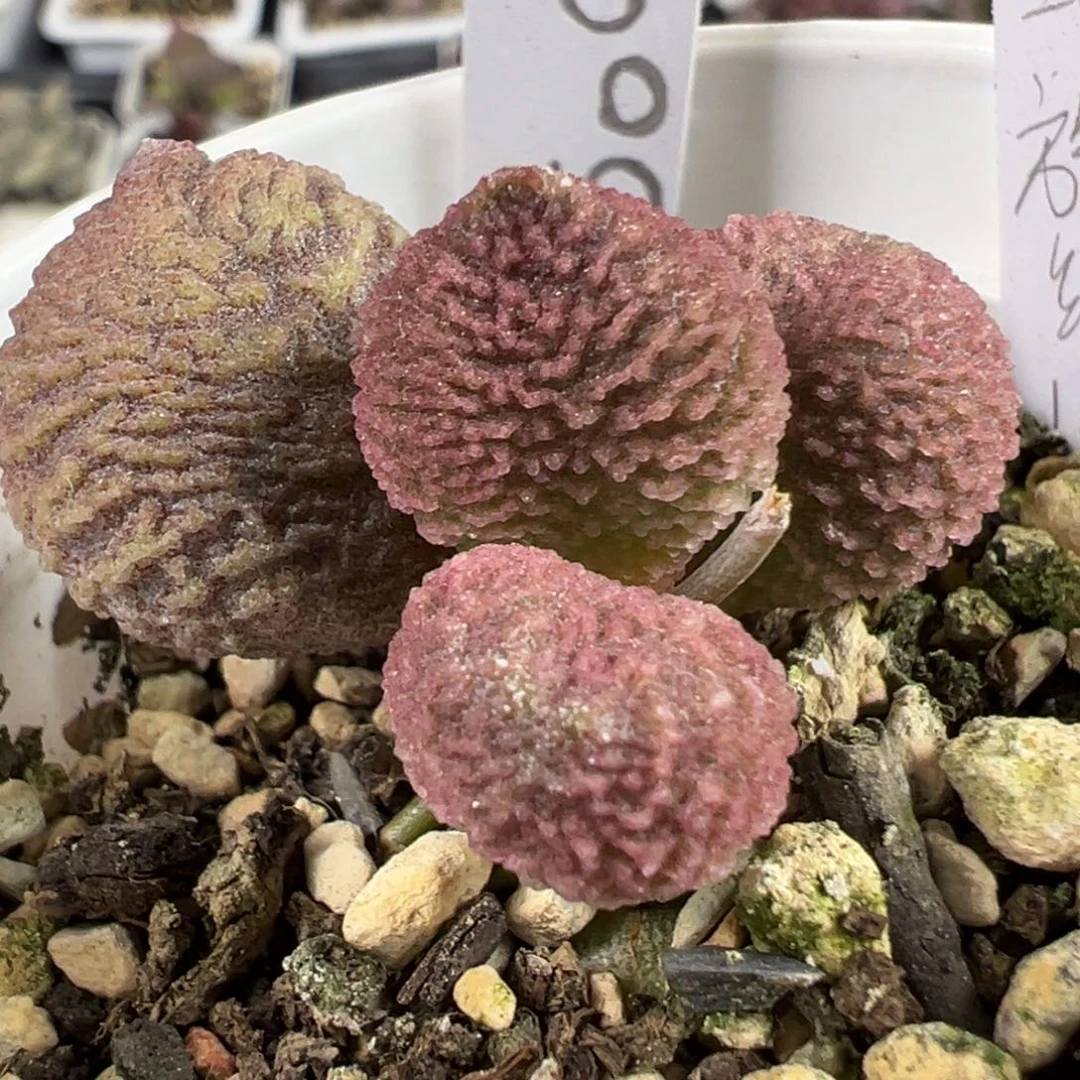 螺旋纹款实生新品