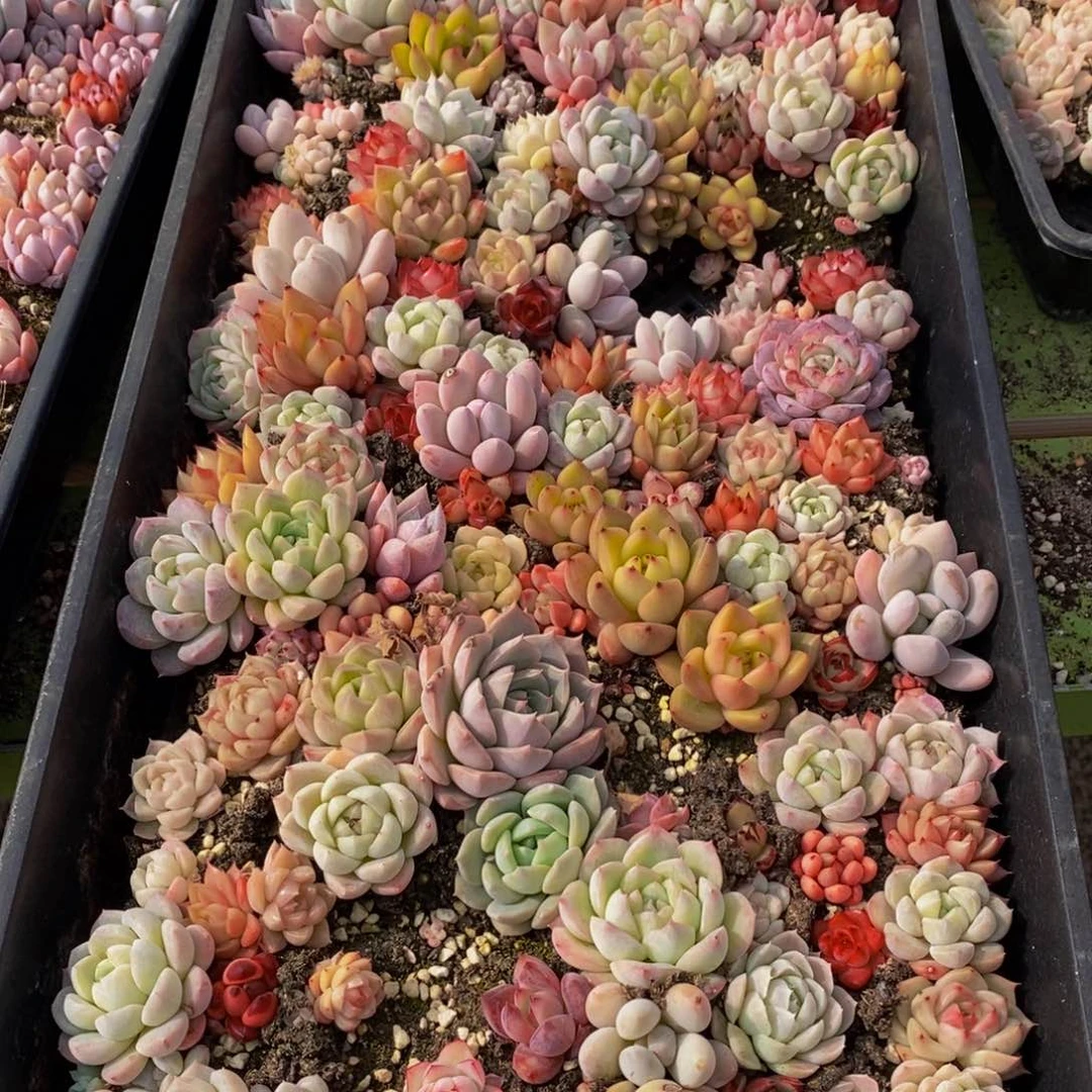 564多肉酱面的做法大全怎么样