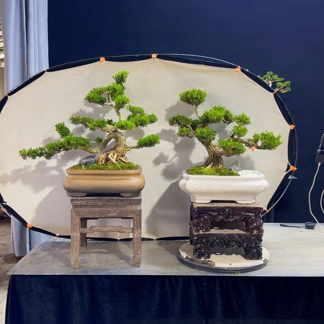 高端皱皮黄杨盆景水*