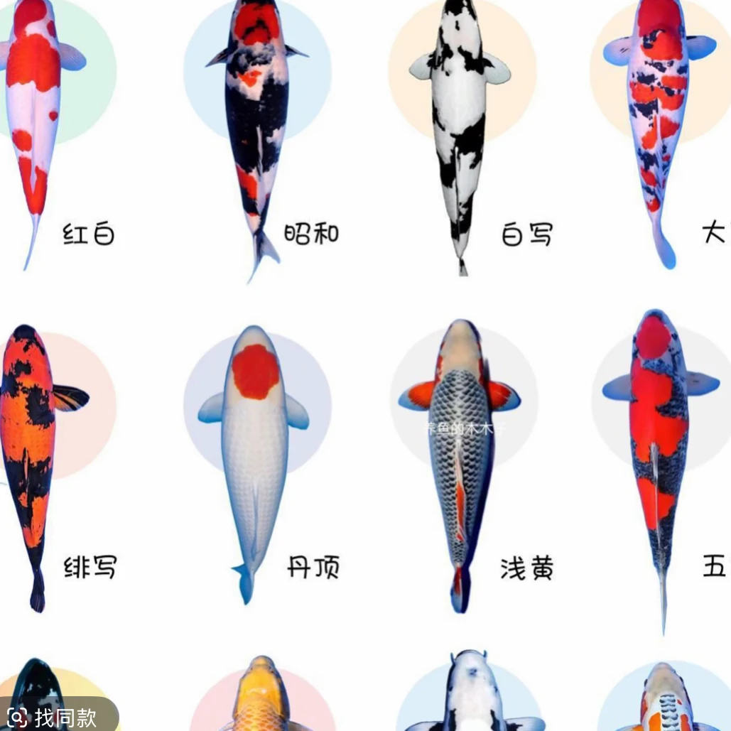 精品血统锦鲤5-7公分 11条温顺好养可混养 全国包邮包损 随机混搭