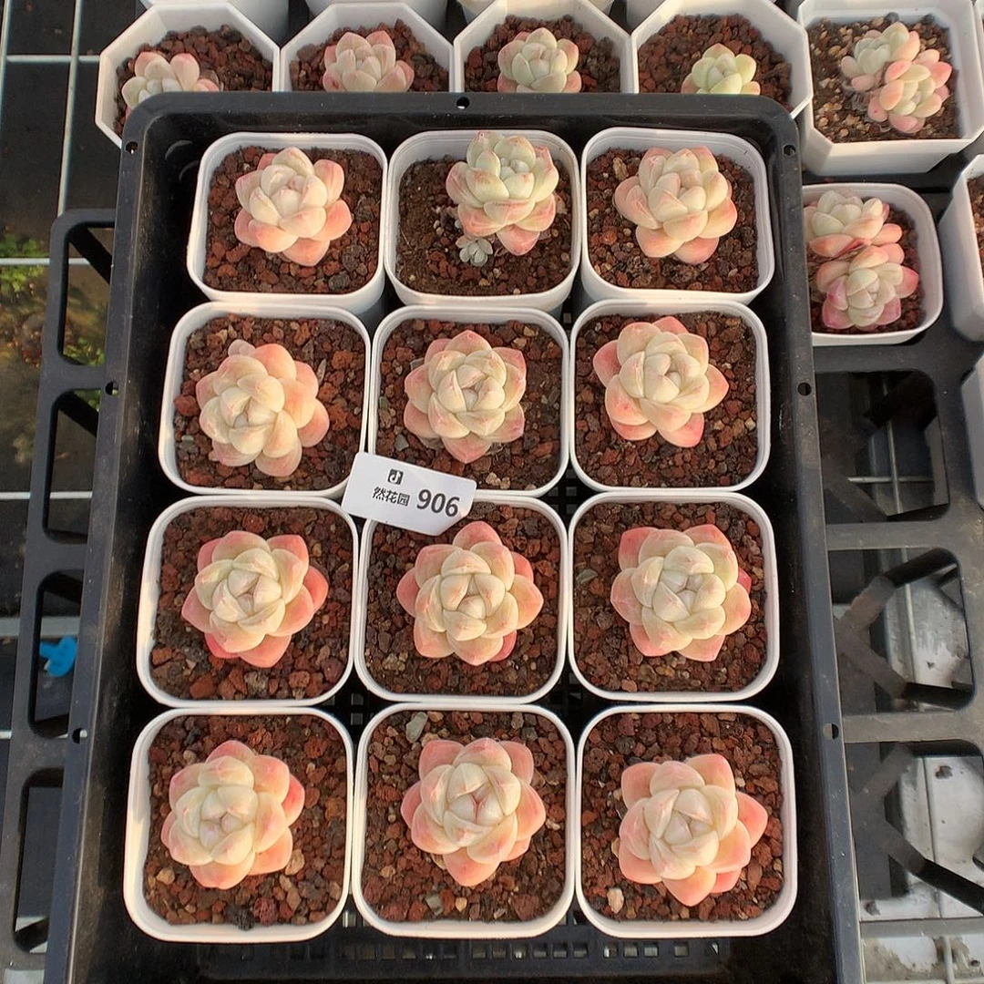 906冰玉12颗多肉植物666