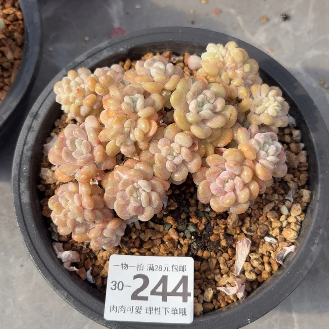 冰桃缀无盆土发货