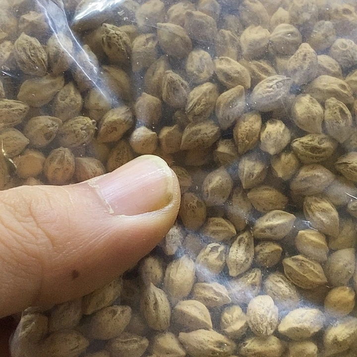 K***柏香籽/百香籽手串