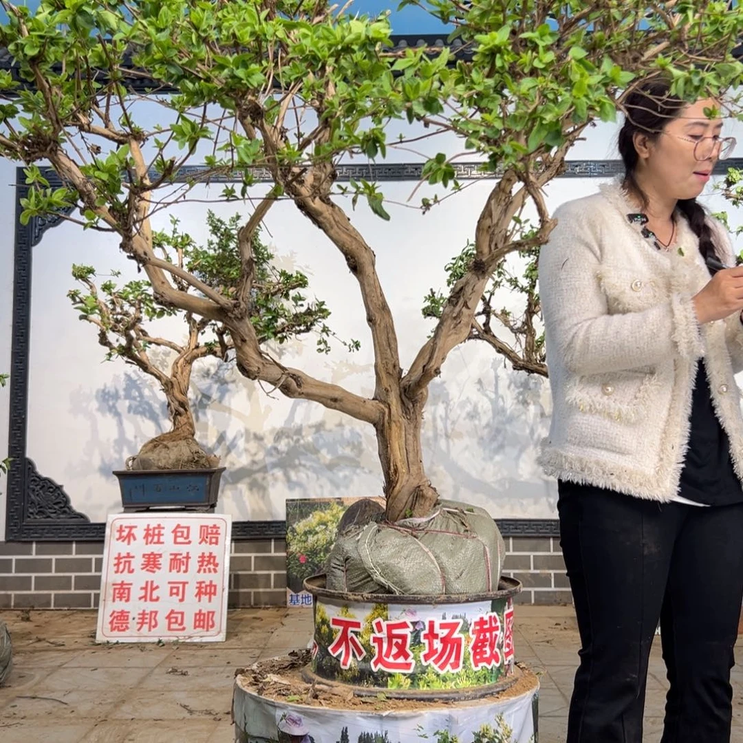 无花朵金银花8888