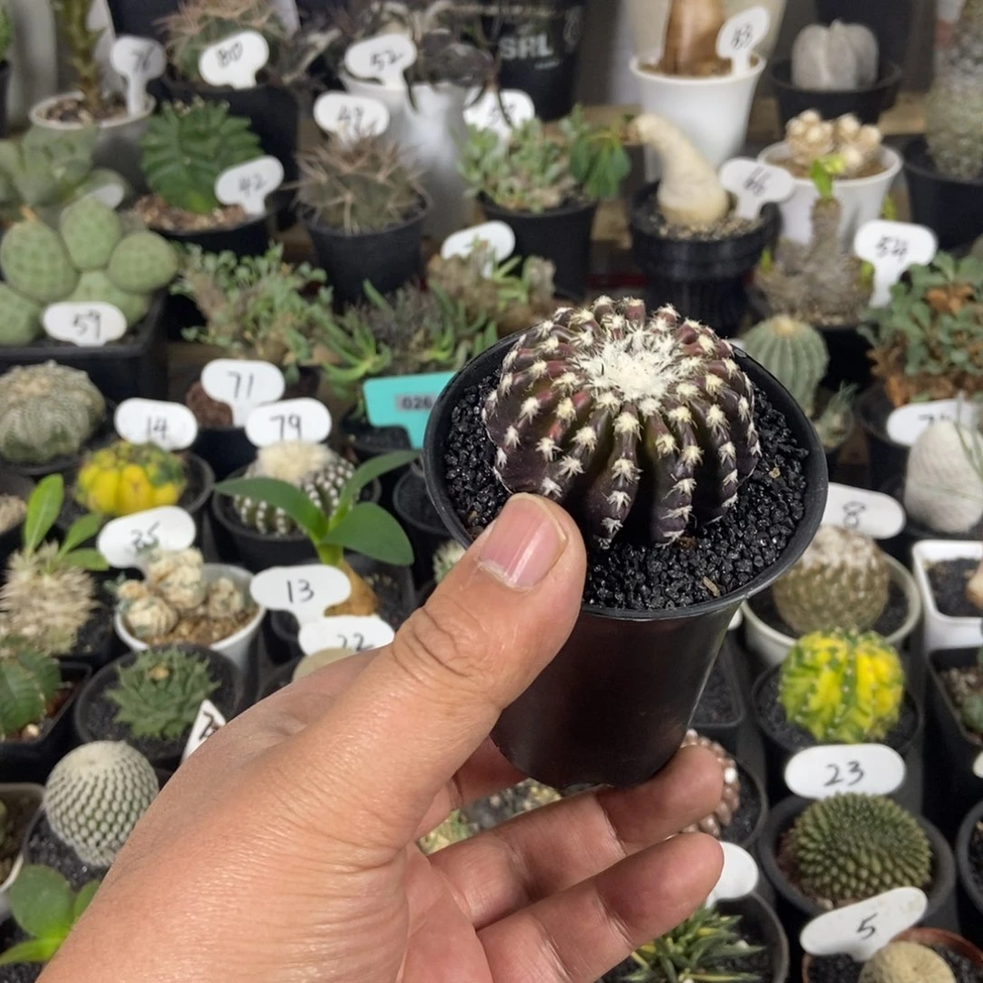 紫皮奇特球一物一拍