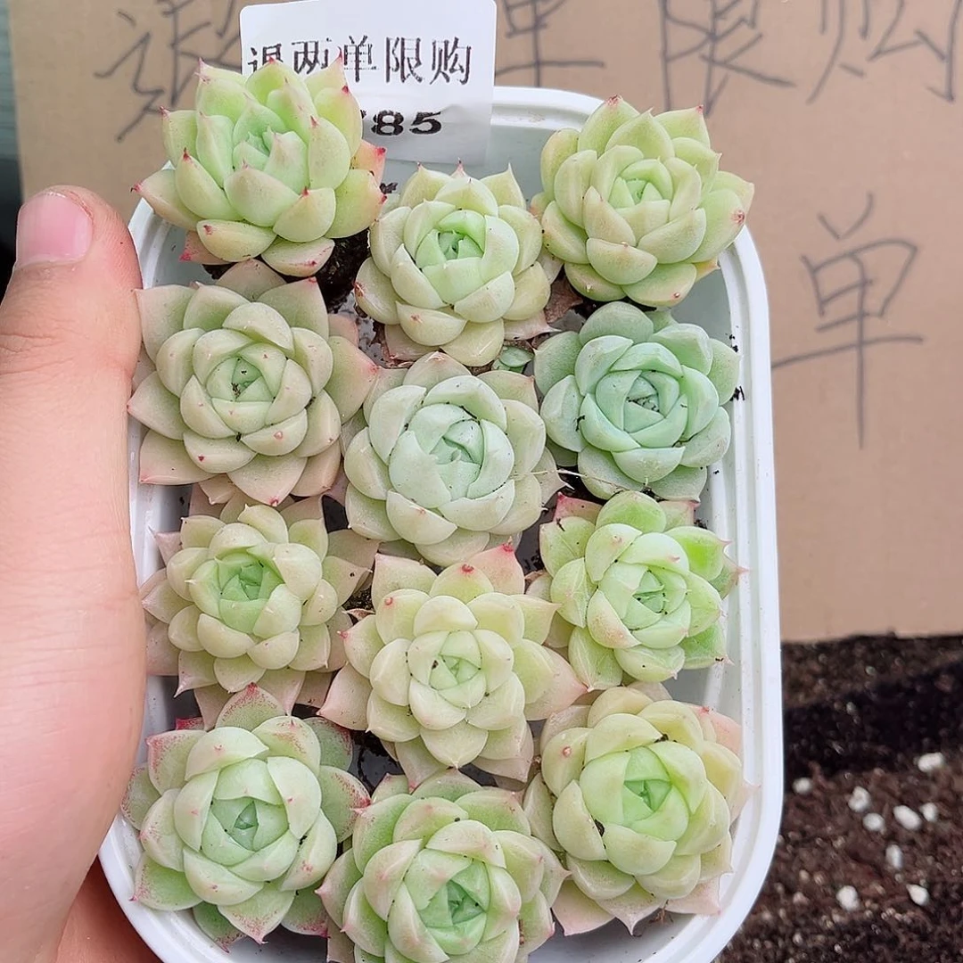 日*?1-785 新疆西藏内蒙不发12.8包邮2-3公分