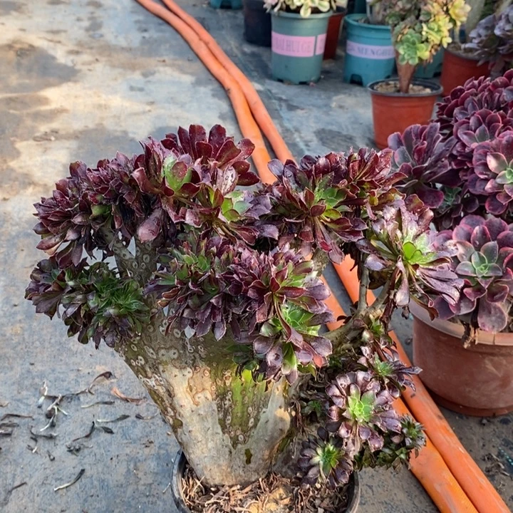 黑法缀多肉植物6。