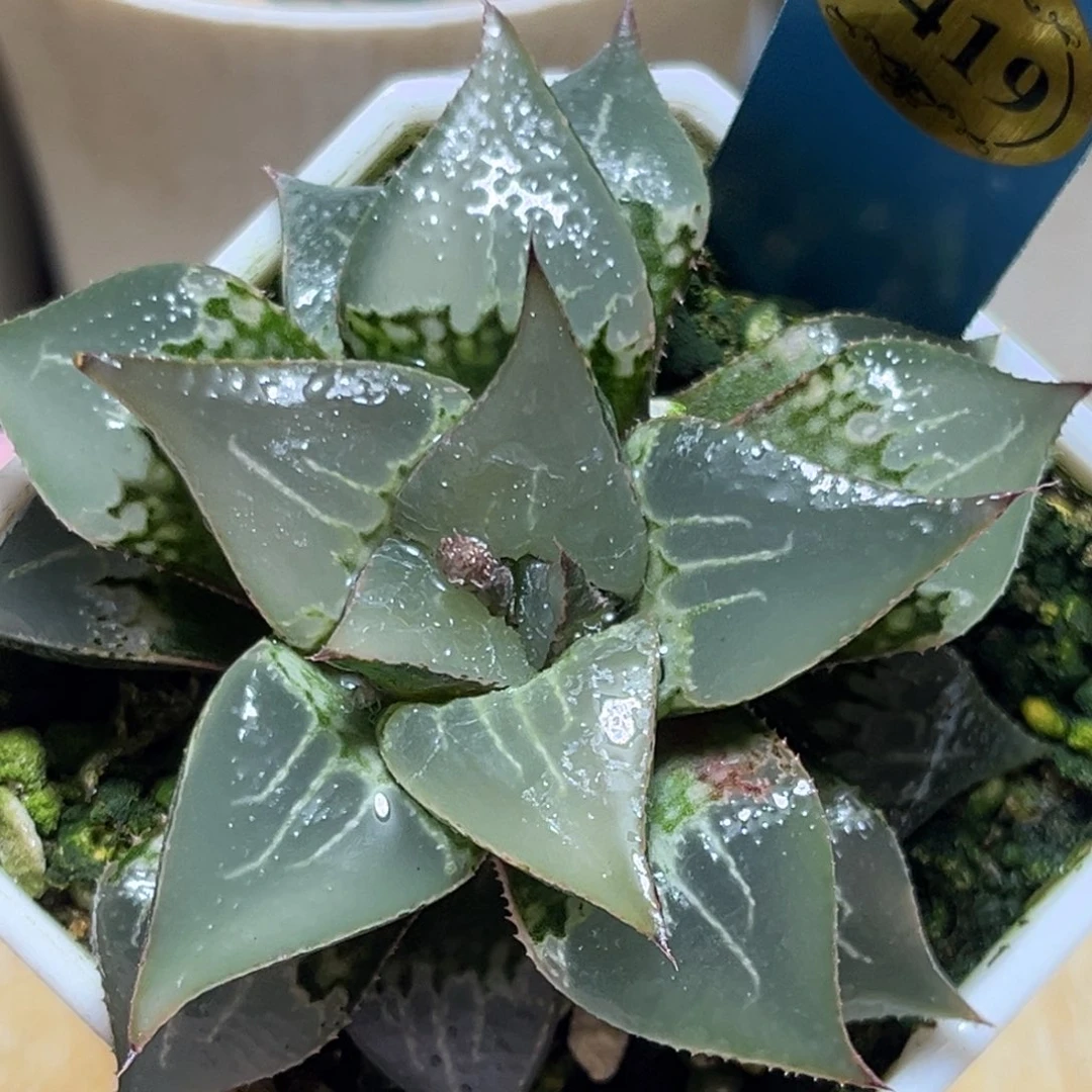 恭喜发财大吉大利0419