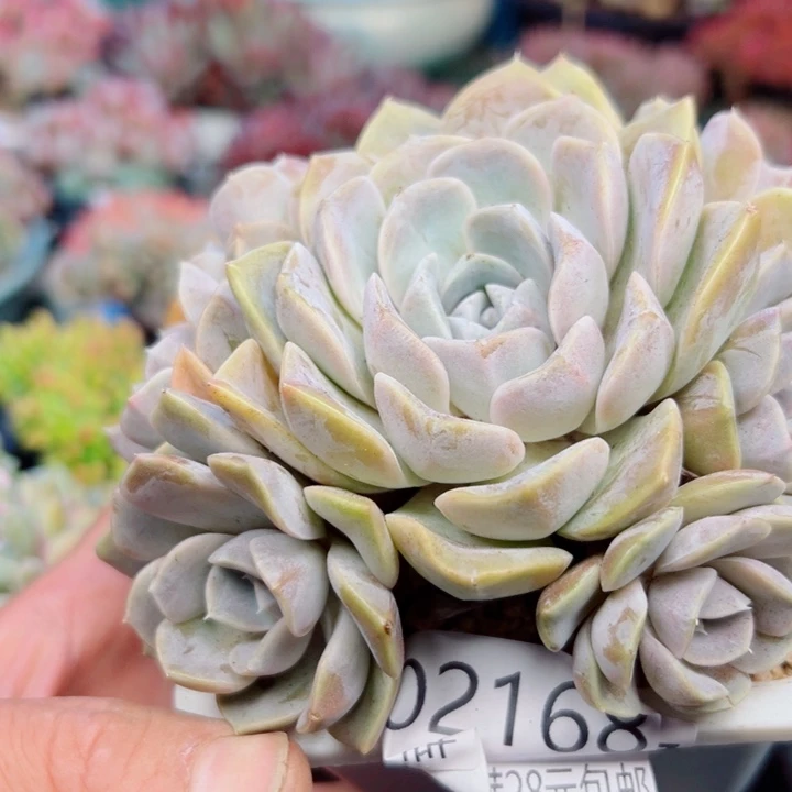 幸运的是我还没遇到你呢