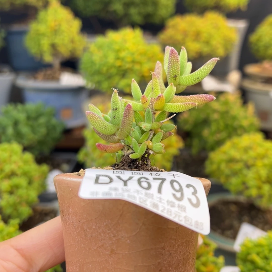 【闪购商品】dy6793小小小玉米送盆价