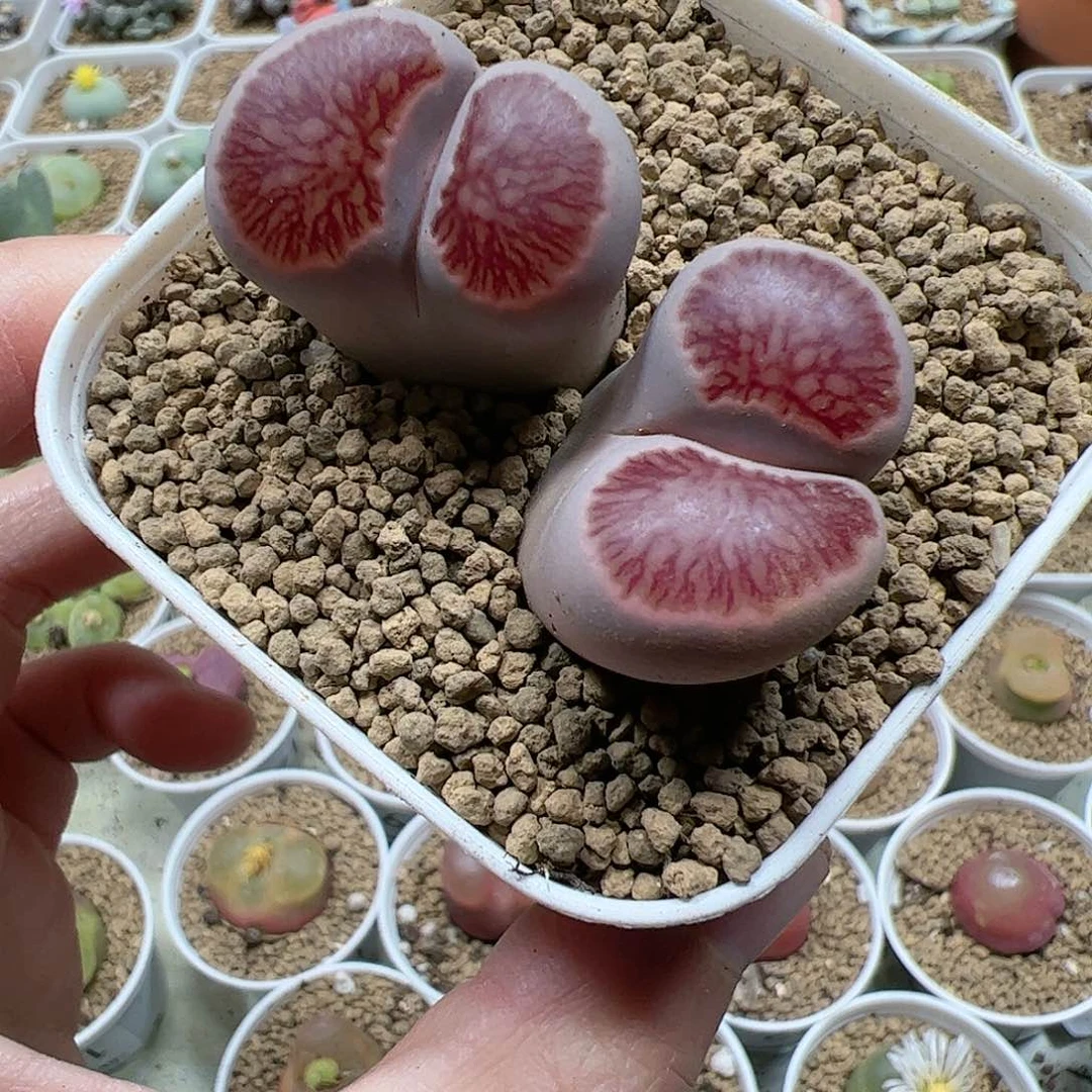 【闪购商品】189 菊