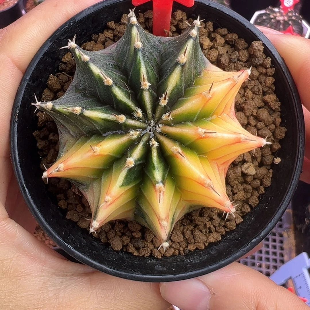 1-34肋骨锦带盆土发货5.4厘米