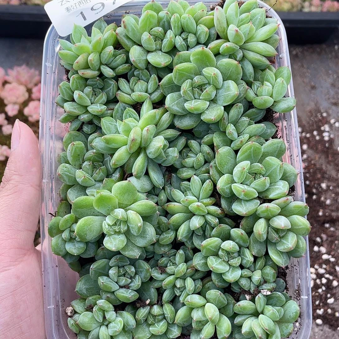 云糖心多肉植物197