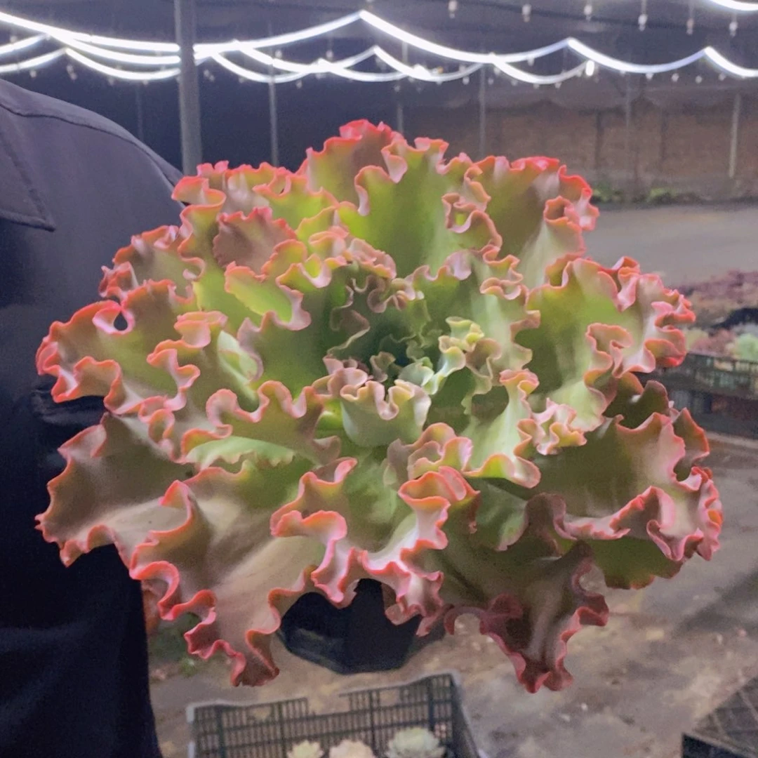 高沙之翁大单头老桩