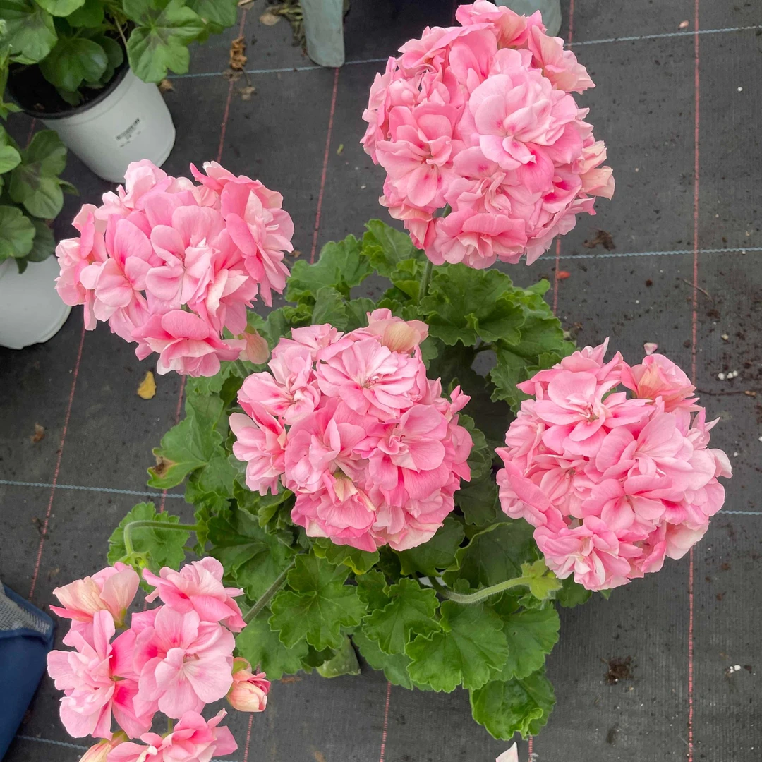 惠惠的花园直立天竺葵 苏菲利 多季开花阳台庭院花卉盆栽植物对版