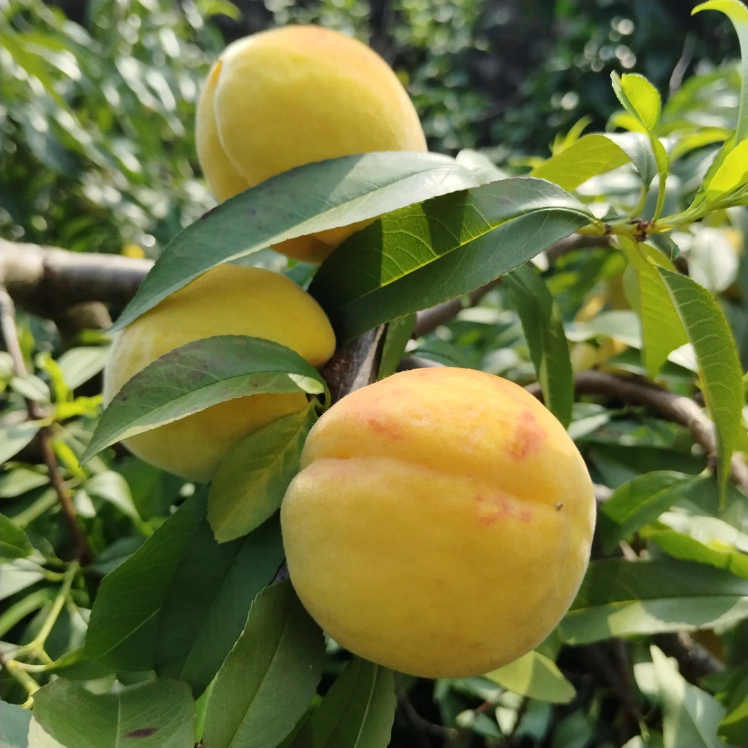 农家自种（本地黄桃）放心吃绿色无添加8分甜2分酸