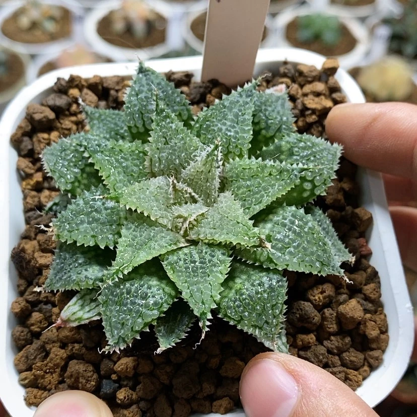 【闪购商品】小**儿181莫瑞莎