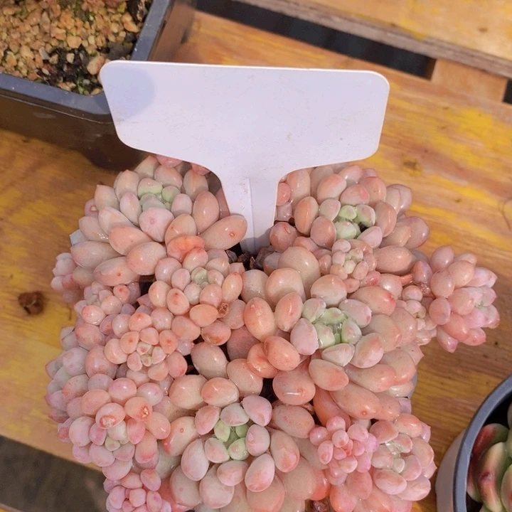 多肉植物，开心多肉，一物一拍