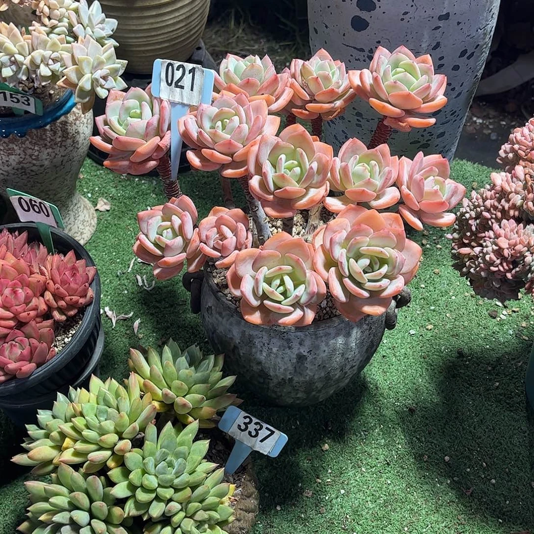 温***4白月光多肉植物保护021