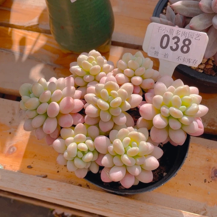 三**丽谢谢你的支持0000038