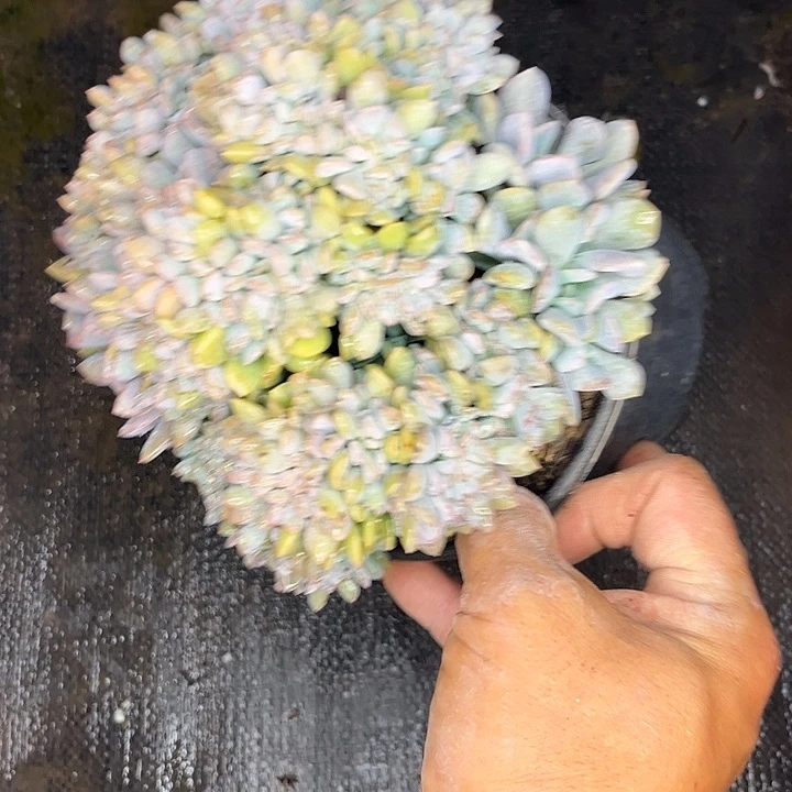 一物一拍超级圆润