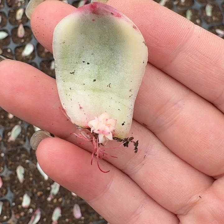 琉璃盏叶片一物一拍23