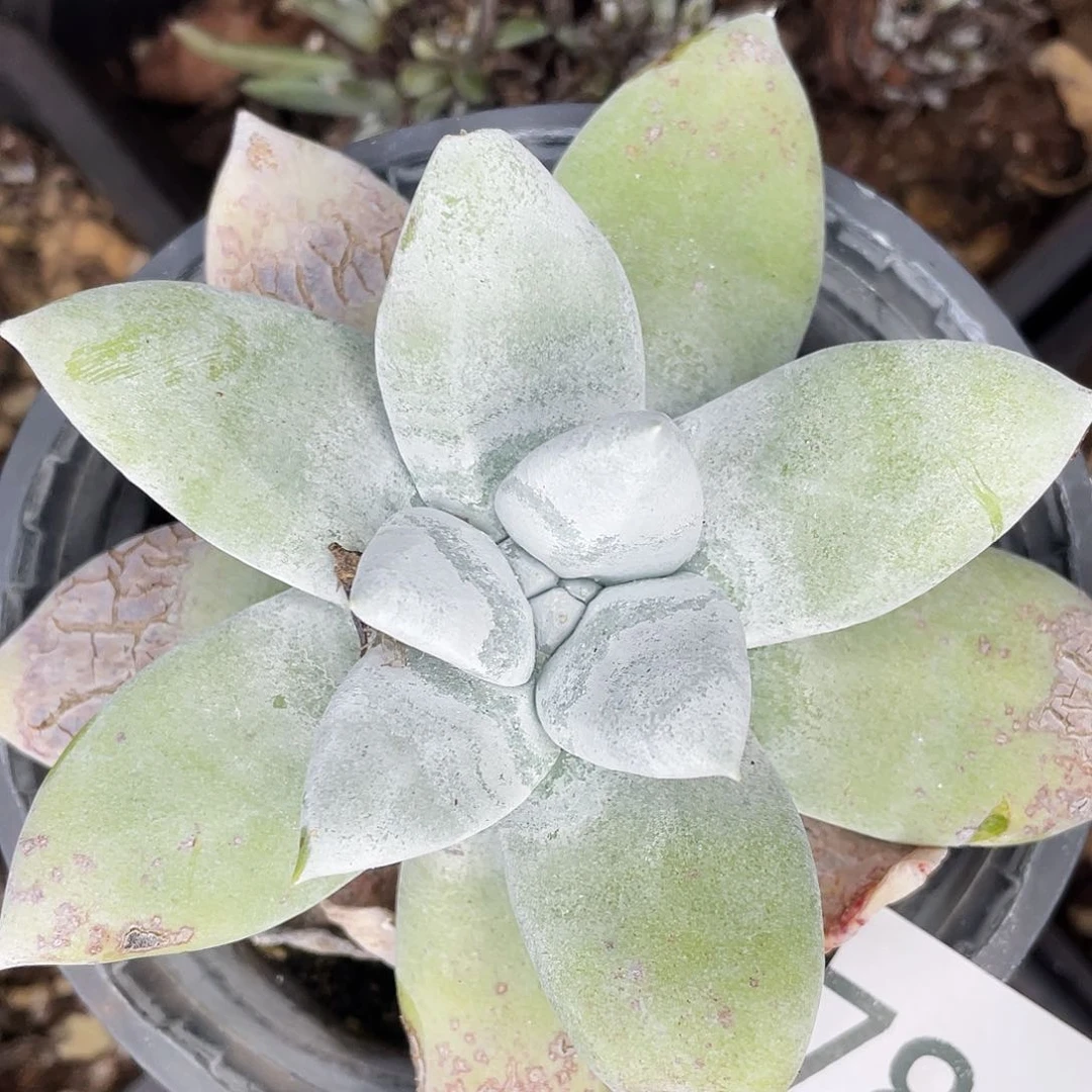 牡丹苹果叶老桩7898