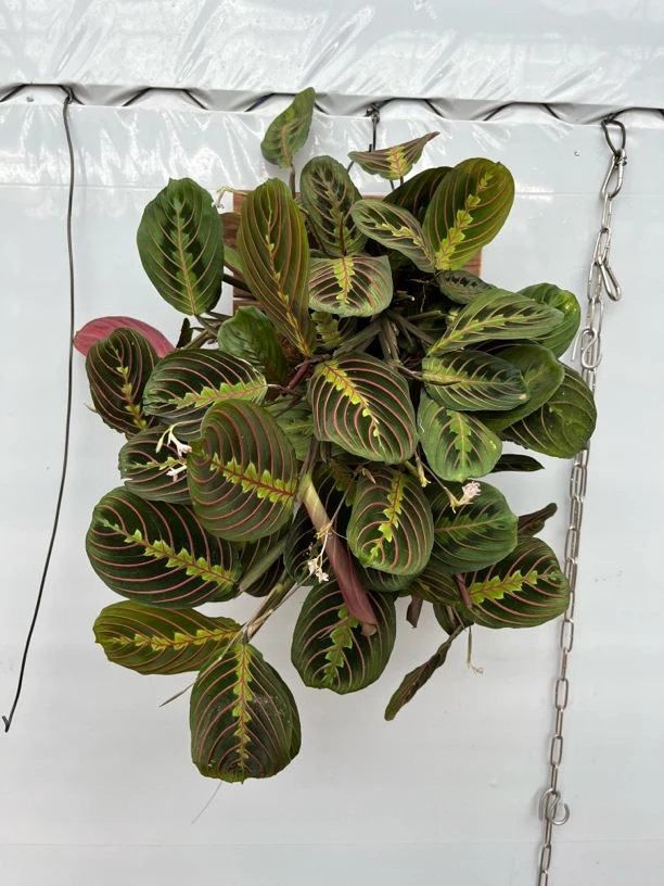 挂板红脉叶蝉竹芋（一物一拍）室内盆栽好养耐阴四季常青净化空气