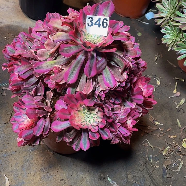 蓝*1多肉法师346号粉铜发货