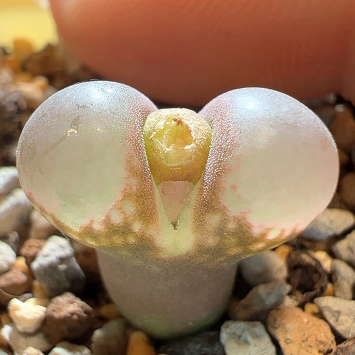 420。 优选大泡泡窗黑眼豆豆。