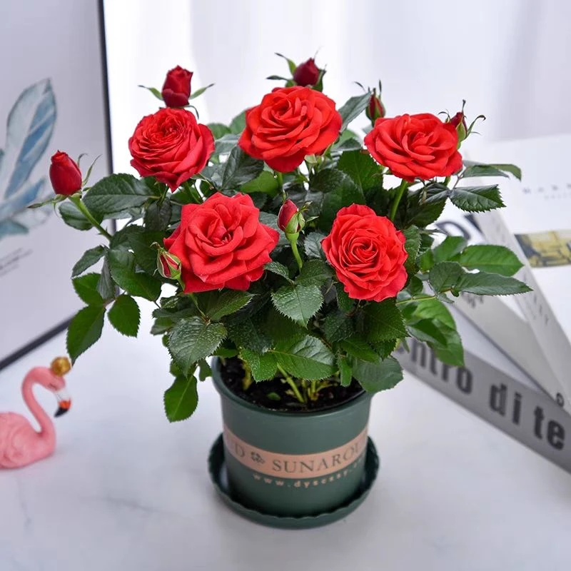 稀有浓香型玫瑰花盆栽花卉绿植耐寒适合庭院室内外阳台