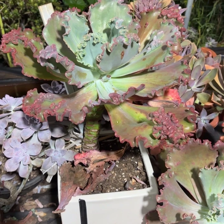 25  贝壳花丽