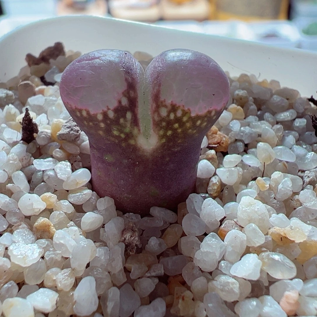 1224-453多肉多日风铃