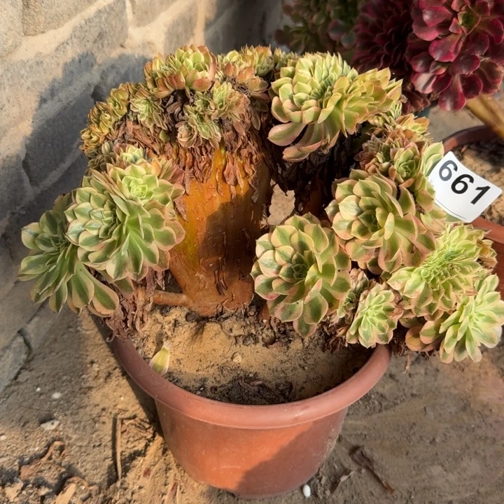 万白法师锦自然朵朵缀化661