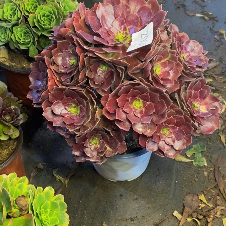 赤焰莲多肉断头不包2000