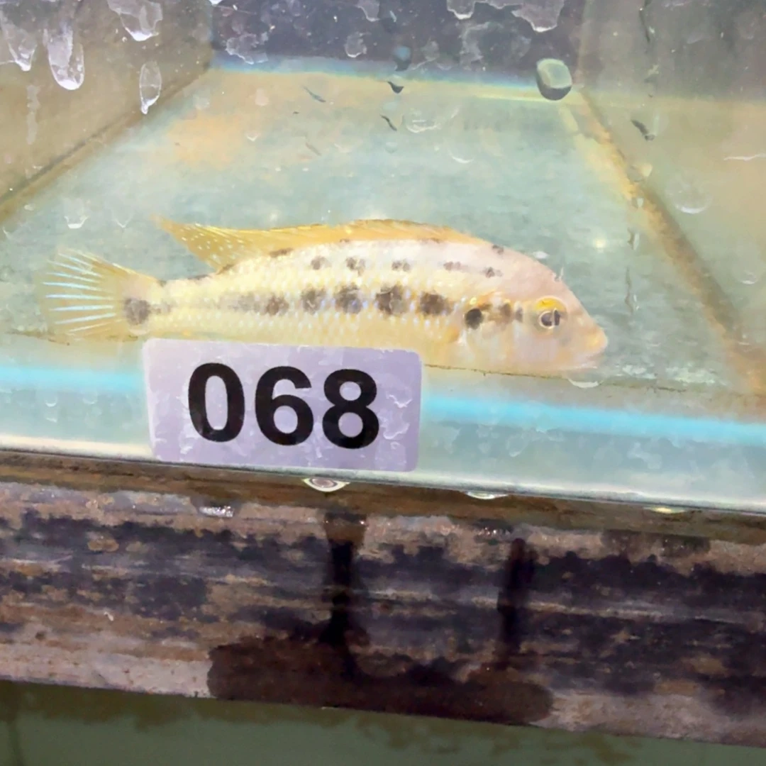 男****慈鲷鱼68号蓝唇威廉