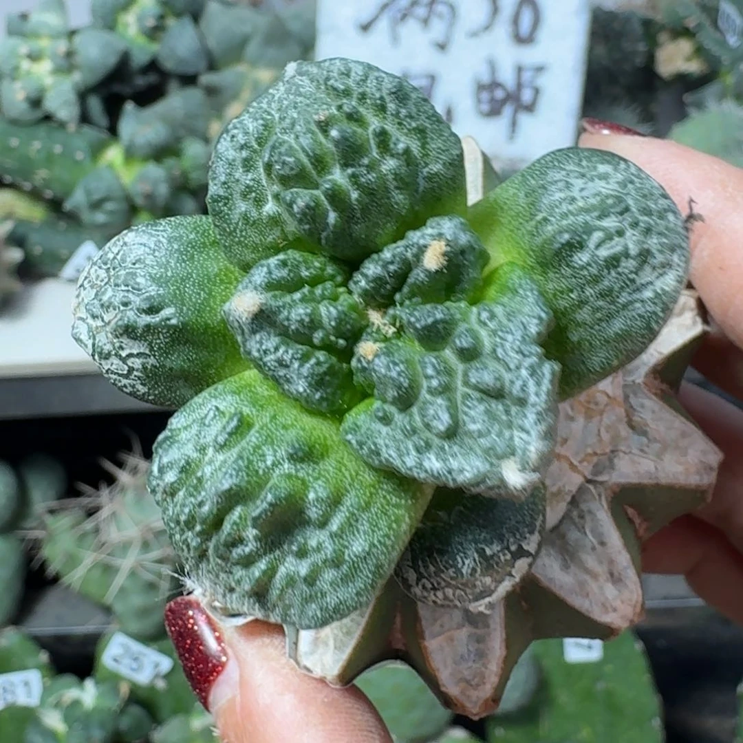 【闪购商品】无花朵太*美哥怒464