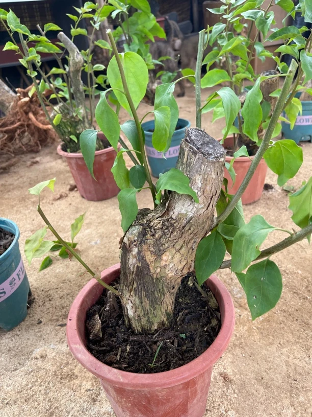 三角梅老桩大枝扦插桩头同安红盆景花卉