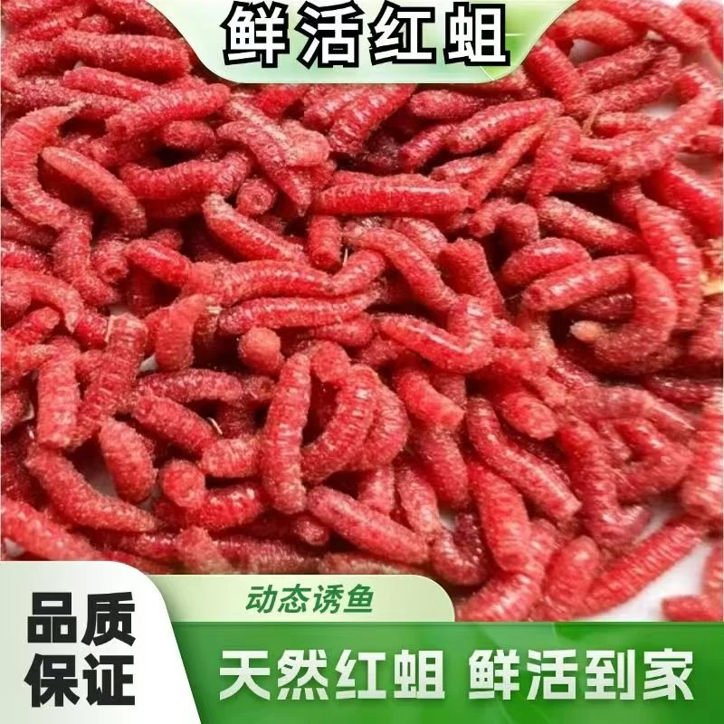 鲜活红蛆虫活饵料野钓溪流爆护鲫鱼四季可用红色红蛆虫钓鱼饵窝料
