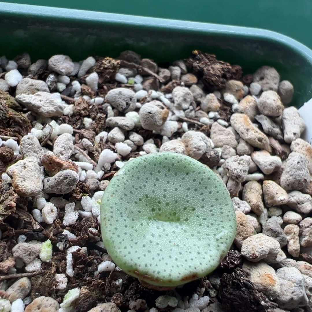 超***飛882。 福利。    特特