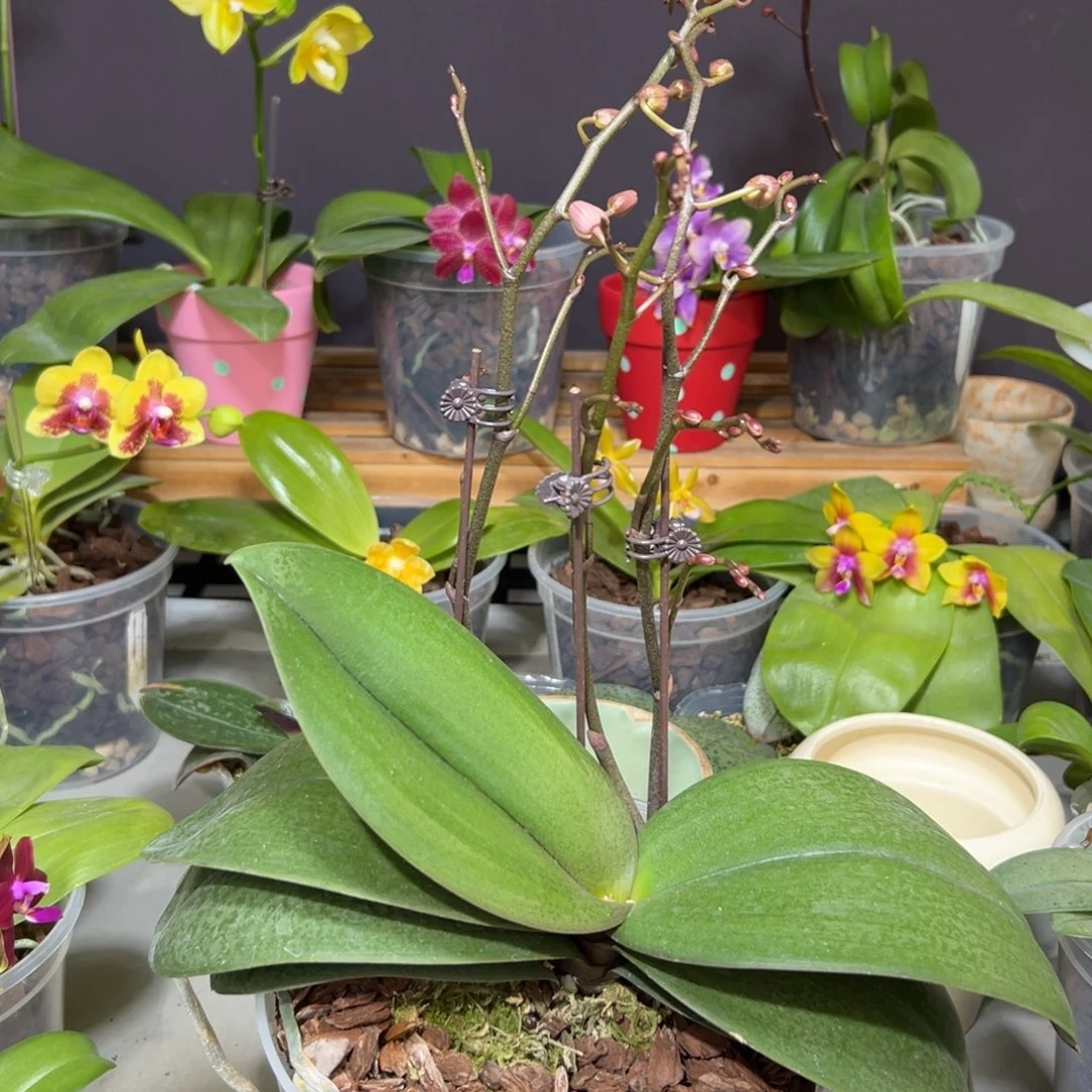 众***廊大部分开放少量花苞