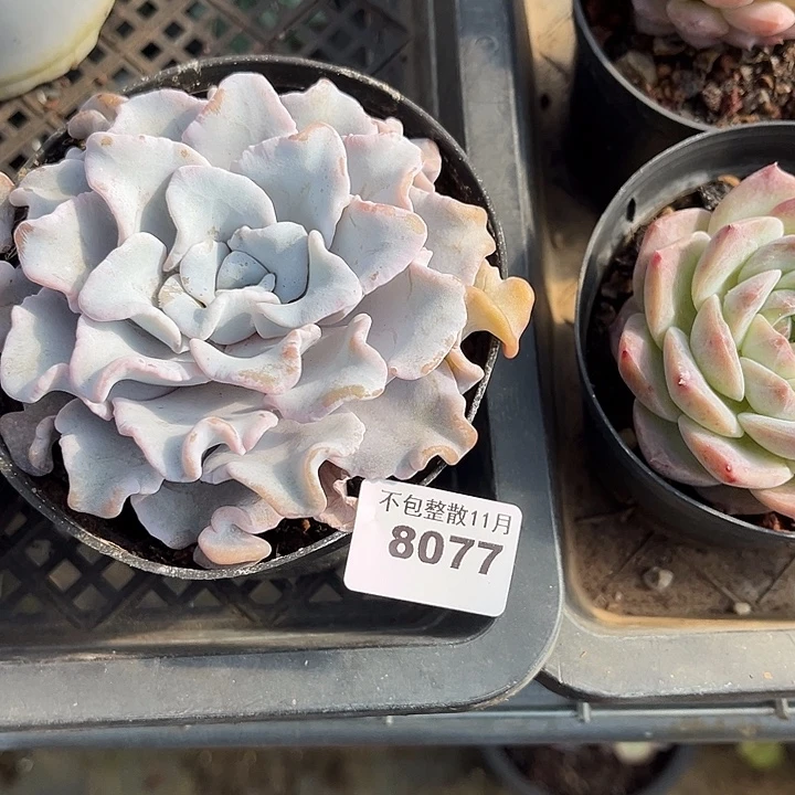 阿雅园艺。        8077饺子皮