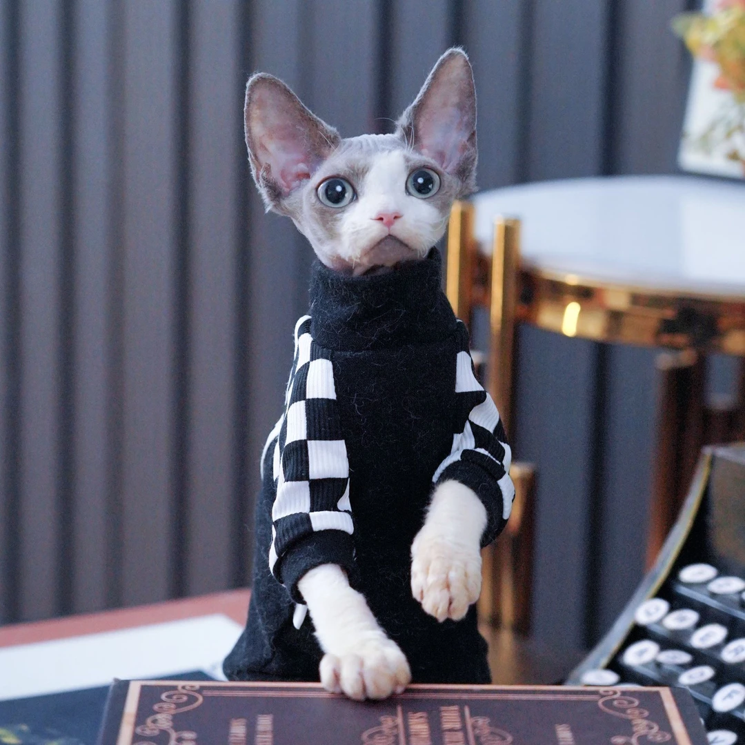 佐罗弟弟  德文卷毛猫