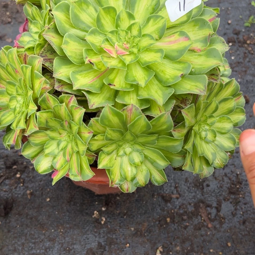 11宽锦知否多肉植物