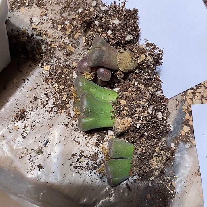 @***感20357。  一组。    寄养。