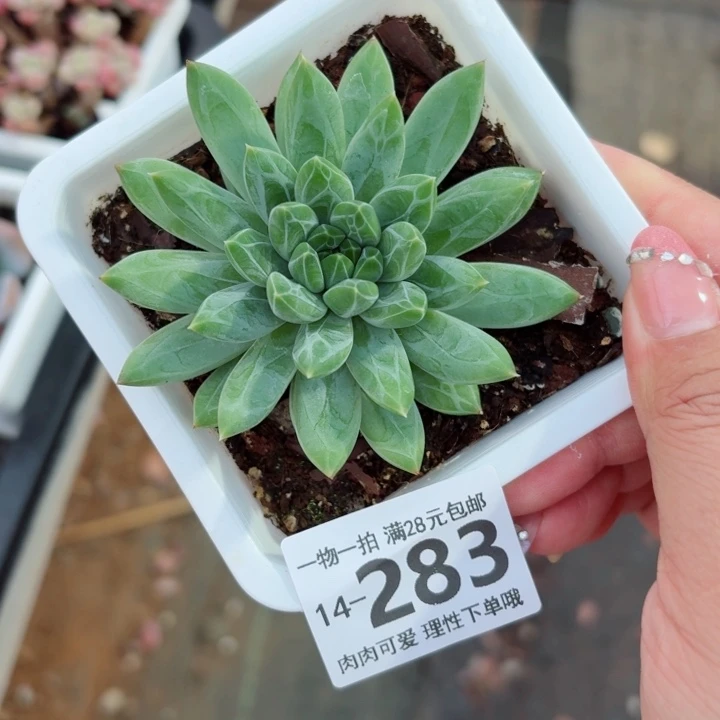 青花瓷多肉多肉多肉多肉多肉